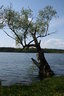 gal/pyrkomania - 1-4.05.08/_thb_small-IMG_2906.JPG
